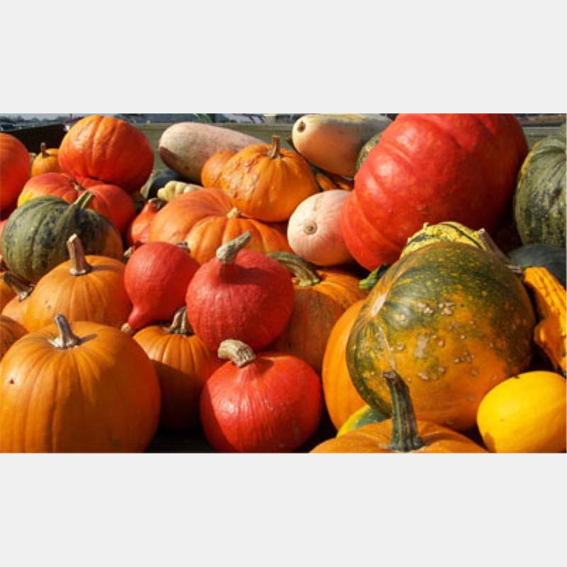 Gusto e arte a Mantova con 00Zucca: al via il 5 ottobre