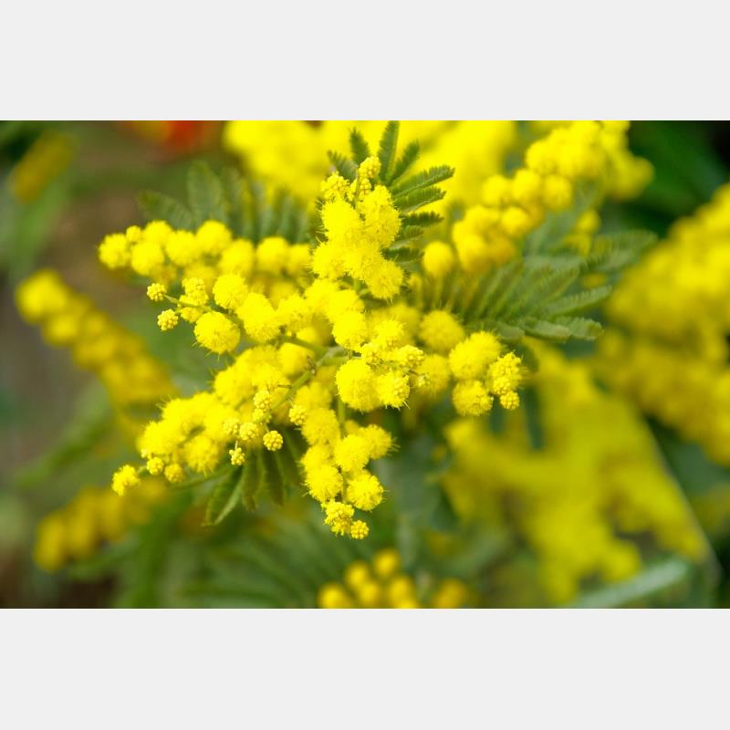 Vendita abusiva di mimose, Federfiori Mantova sensibilizza i Comuni per i controlli